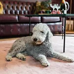 Skeldale House 'all Creatures Great & Small' Luxury & In Askrigg, Yorkshire Dales Appart hôtel Askrigg